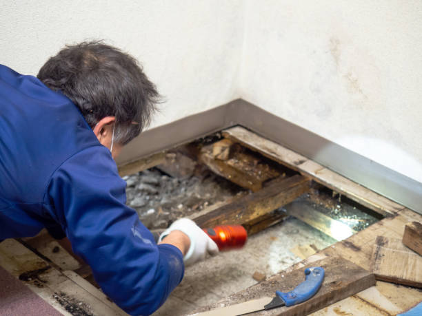 Best Toxic Mold Removal  in Bayou Cane, LA