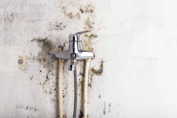 Professional Mold Removal in Bayou Cane, LA