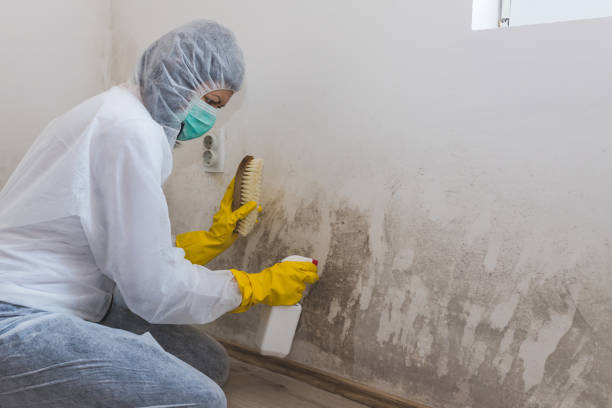 Best Mold Damage Repair  in Bayou Cane, LA