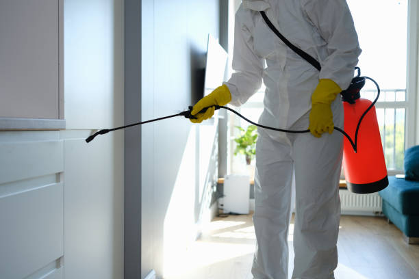 Best Affordable Mold Removal  in Bayou Cane, LA