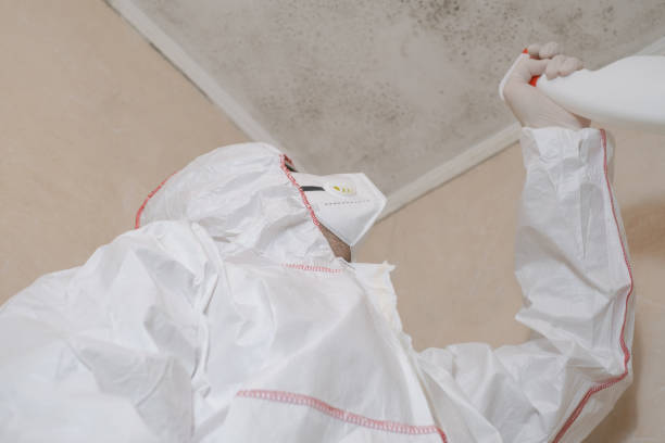 Best Fast Mold Removal  in Bayou Cane, LA