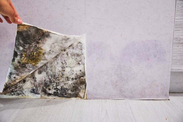 Best Emergency Mold Removal  in Bayou Cane, LA
